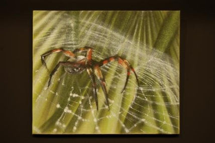 Araña