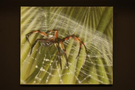 Araña