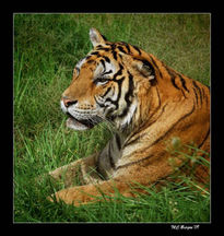 Tigre