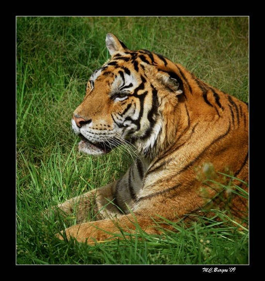 Tigre Nature Color (Digital)