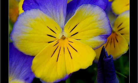 3. La Perfección de la FLOR