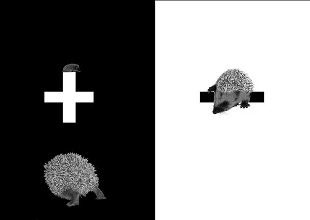 ying-yang