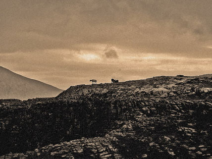 Cabras en Ordesa