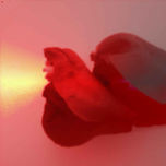 Rosas y flores thumbnail 2