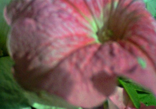 fotografia    digital  , macrofotografia de  flor  de  petunia   rosa