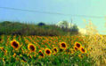 Los girasoles