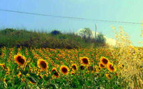 Los girasoles