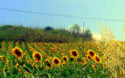 Los girasoles