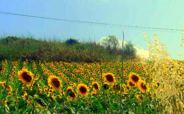 Los girasoles Fotoperiodismo y documental Color (Digital)