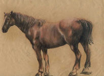 Caballo_1