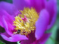 La abeja en la flor