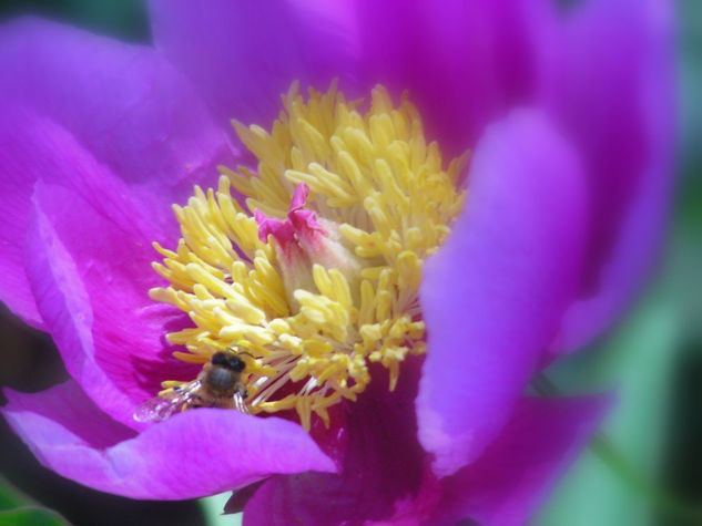 La abeja en la flor 