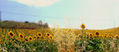 El color delos girasoles