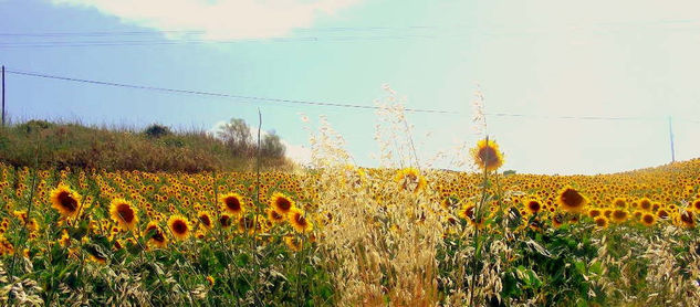 El color delos girasoles Fotoperiodismo y documental Color (Digital)