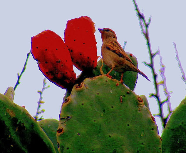 Pajaritos Fotoperiodismo y documental Color (Digital)