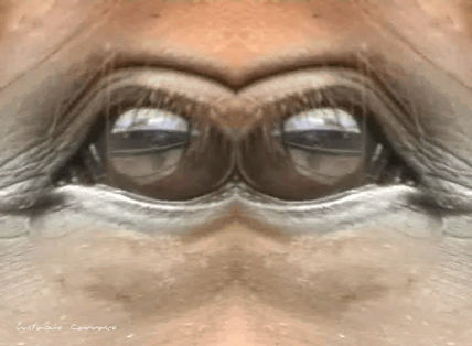 Ojos de caballo...