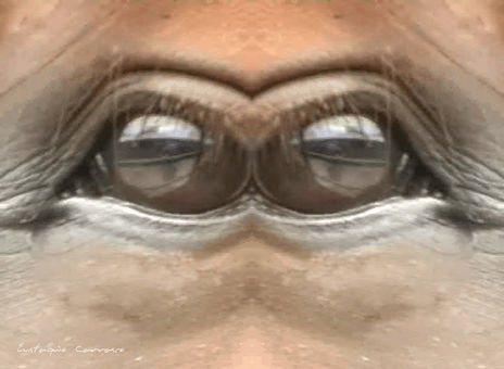 Ojos de caballo...