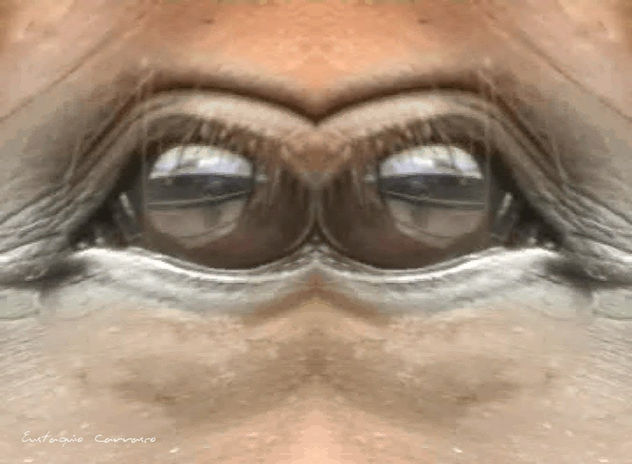Ojos de caballo simétricos