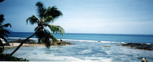 palmera de las seychelles 