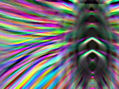 ALA  DE  MARIPOSA,  CALEIDOSCOPIO  DE   COLORES
