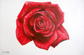 rosa roja