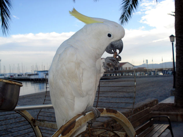 cacatua 