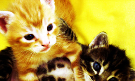 animales