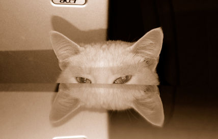 Observandome