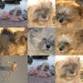 collage layka