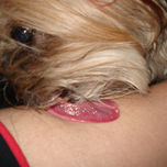 animales thumbnail 2