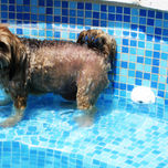 animales thumbnail 1