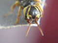 CARABIDAE III - INSECTOS DE ARGENTINA