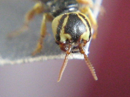 Carabidae iii -...