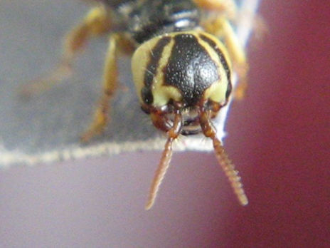 Carabidae iii -...