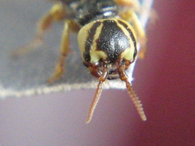 CARABIDAE III - INSECTOS DE ARGENTINA
