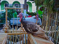 Pavos en los Altares de Hanal Pixan