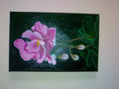 peonia