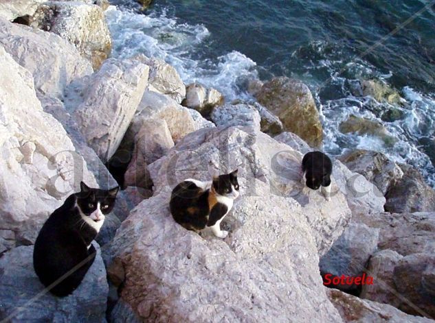 Tres Tristes Gatos Málaga Nature Color (Digital)