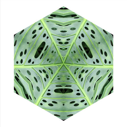 Hoja