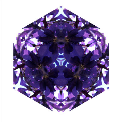 Orquídea