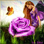 Purple Fairy Rose