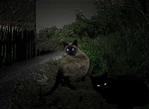 Gatos
