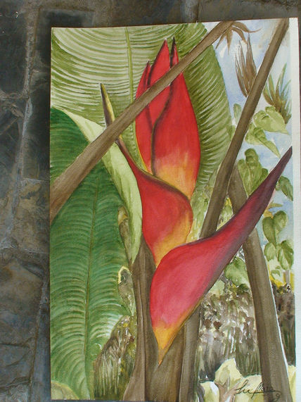 Heliconia 1