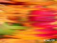 paleta de otoño1