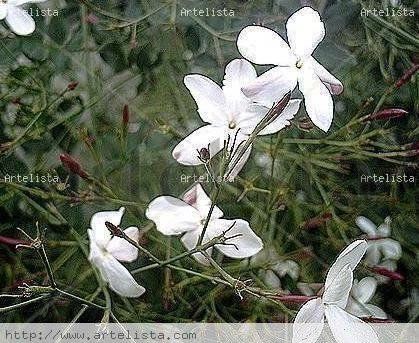Flores  de...