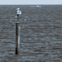 mar