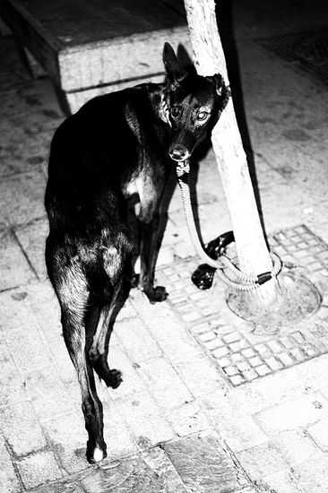 Perro tullido atado Photojournalism and Documentary Black and White (Digital)