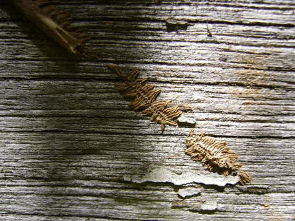 Texturas 1