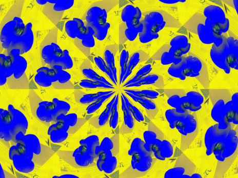 Orquidea azul