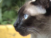 Gato en el callejon